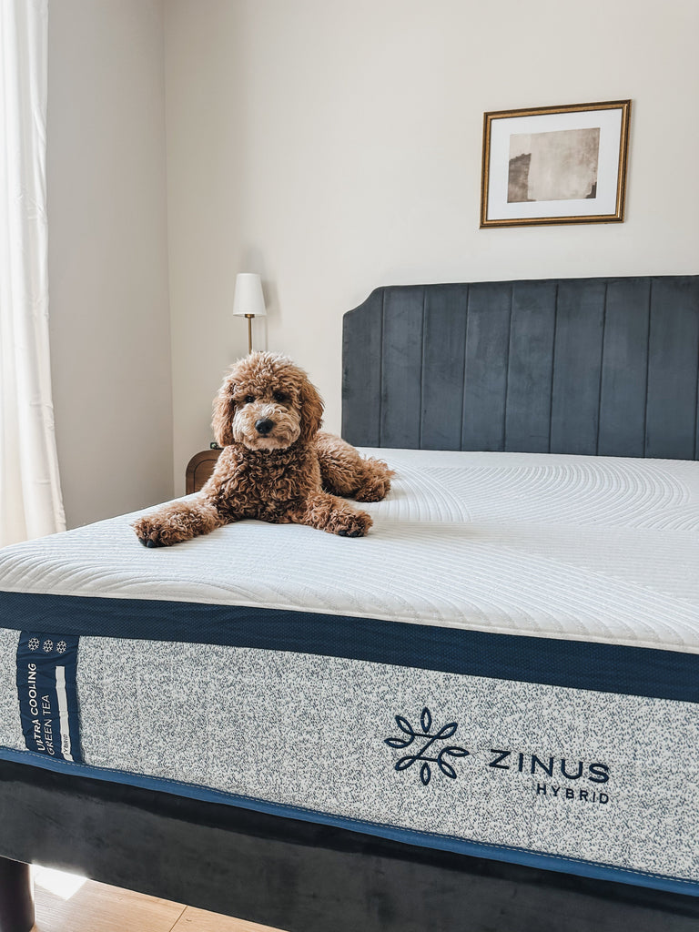 Zinus Hybrid mattress styled in a bright bedroom with a dog resting calmly on the surface, conveying durable support, spacious comfort, and pet-friendly everyday use with a clean, modern upholstered bed frame.
