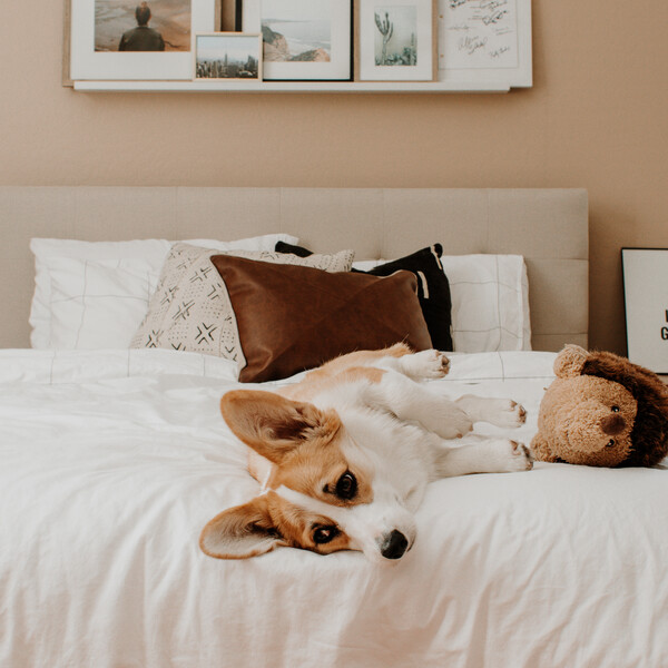 Pet-friendly mattress setup with a corgi resting on white bedding beside a plush toy, highlighting a soft, supportive sleep surface and durable design suited for homes with pets, styled with layered pillows and warm neutral decor